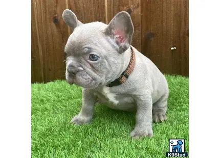 a small grey french bulldog dog